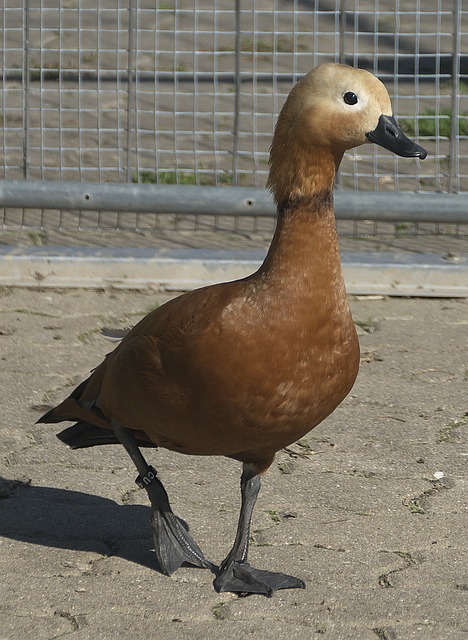 埃弗顿在主